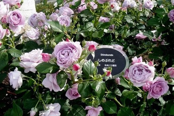 1706255814713007.jpg 蓝色风暴月季是微月吗