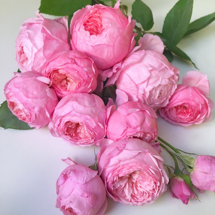 女人遗产 女人遗产