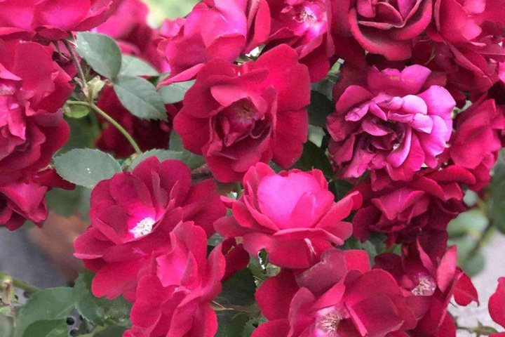 1652527117132831.jpeg bff23a20268ae21d7262c59910f6ce51.jpeg