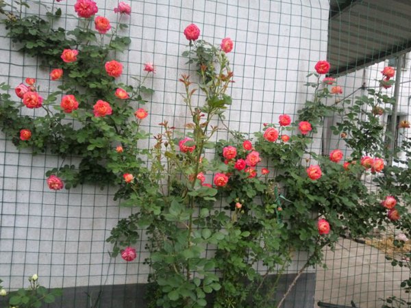 藤宝贝月季是大藤本吗，藤宝贝有什么优缺点