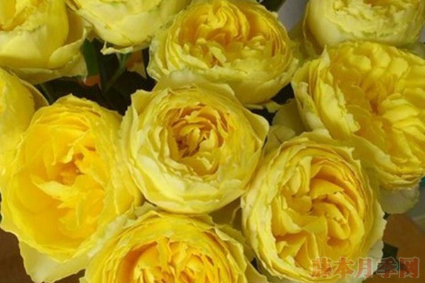 大花微月小黄鸡月季的优缺点 大花微月小黄鸡月季的优缺点