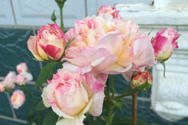 1710112048530294.jpg 1522313043174016.jpg