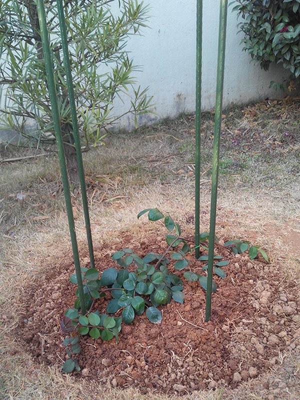 1710117288623097.jpg 瑞典女王月季的详细种植方法