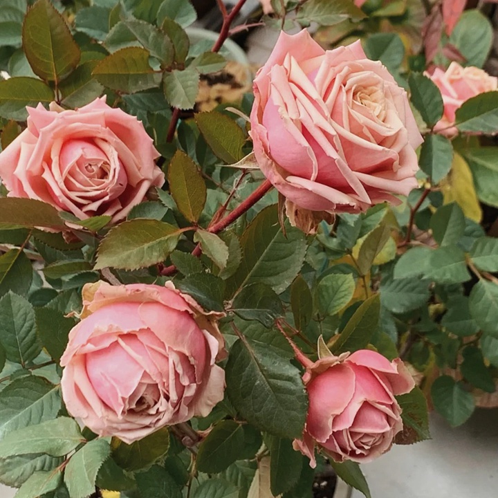 1730875672976433.jpg 月季浪漫伊甸园怎么样