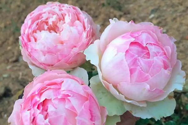 1710231238664735.jpg 佩尔朱克月季淘汰了?