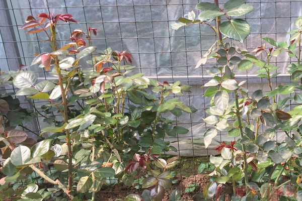 月季新叶为什么有的是红的,有的是绿的? 月季新叶为什么有的是红的,有的是绿的?