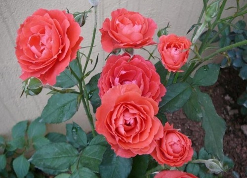 名贵月季十大品种