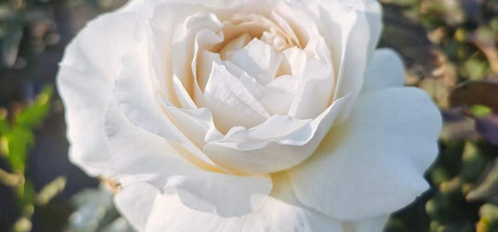 月季夏天叶子掉光怎么补救 月季夏天叶子掉光怎么补救