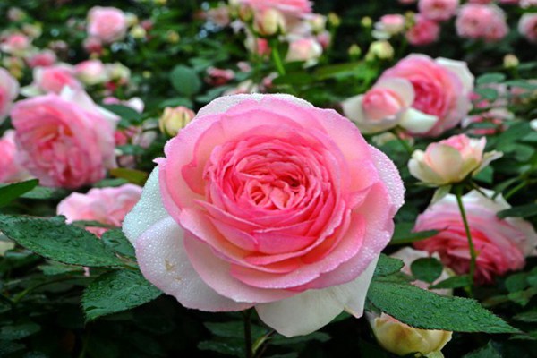 粉色龙沙宝石四季开花吗? 粉色龙沙宝石四季开花吗?