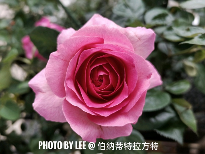 特拉方特月季是什么颜色
