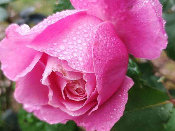 纽曼姐妹 纽曼姐妹