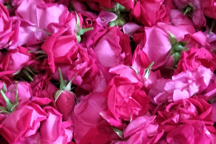 滇红玫瑰与墨红玫瑰的区别(如何区分) 滇红玫瑰与墨红玫瑰的区别(如何区分)