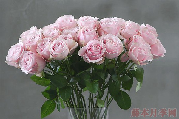 粉红雪山 粉红雪山