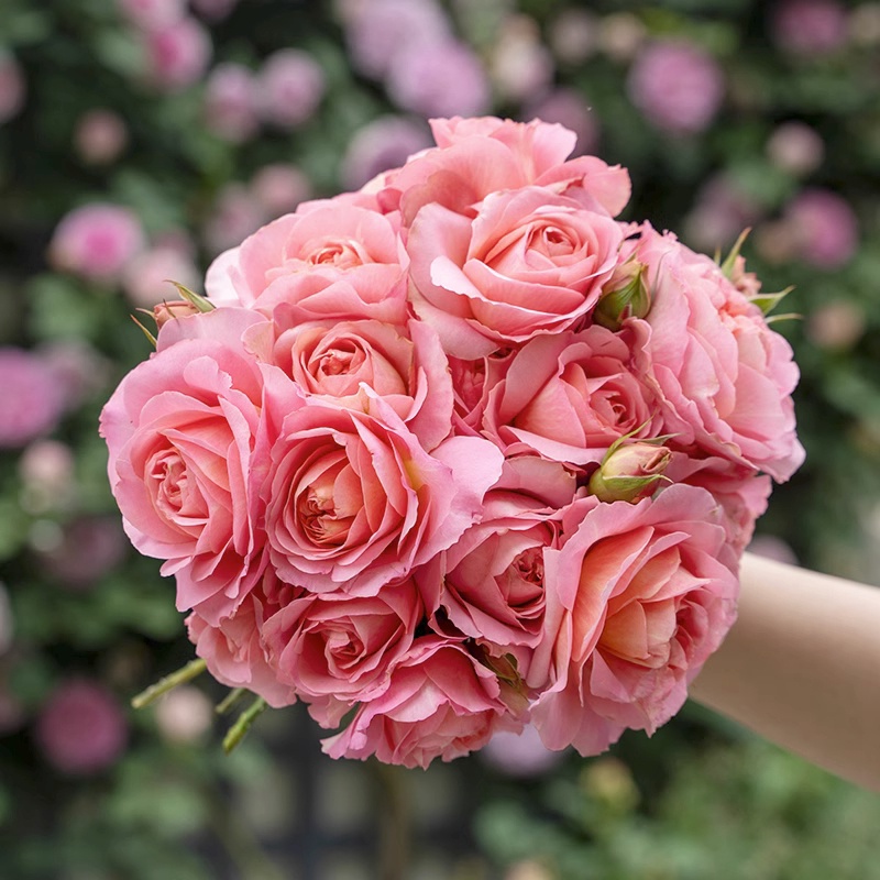 月季花冬季可以移栽吗 月季花冬季可以移栽吗