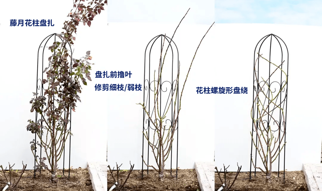 爬藤月季冬季修剪横拉技巧（做好了来年轻松开爆花）