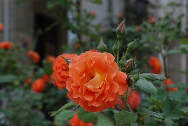 1710289075665623.jpg 藤本月季最香的十大品种都有哪些