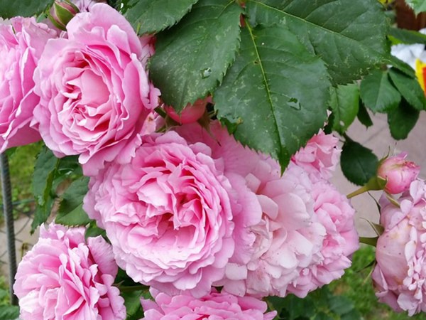 欢迎-藤本月季 欢迎-藤本月季