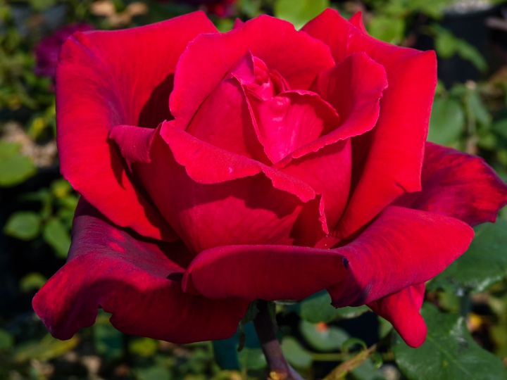 1710489510337745.jpg 红丘月季和恩钿女士哪个好,有什么区别