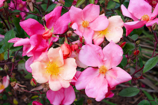 image 月季花型分类图(玫瑰)标准绽放形式图解