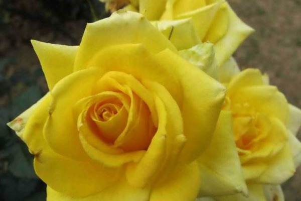 金奖章月季的优缺特点