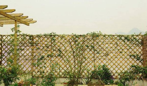 1709255566274611.jpg 1510321552506491.jpg