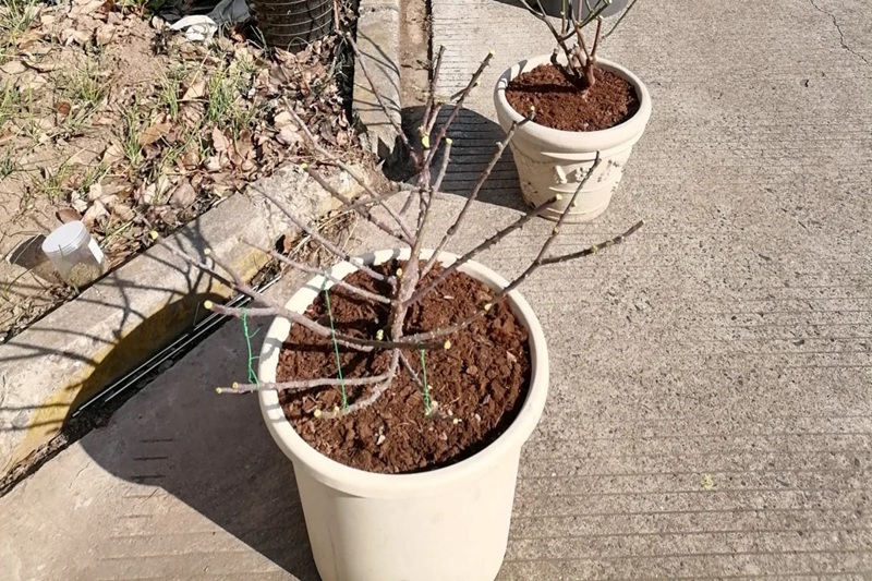 1705994999648908.jpg 冬天可以移栽月季花吗