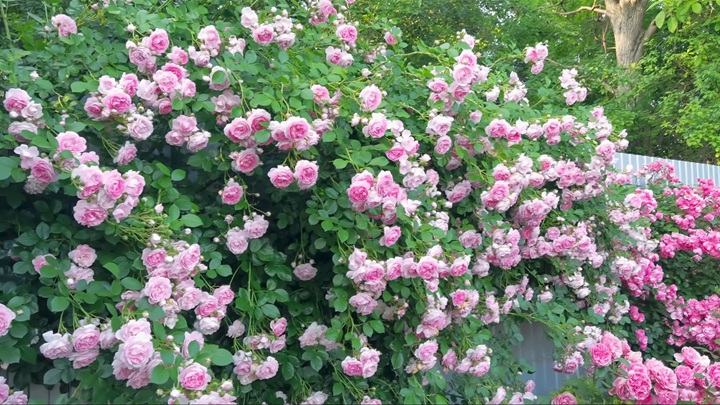 月季10月份可以剪枝吗 月季10月份可以剪枝吗