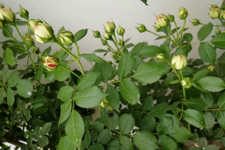 龙沙宝石 龙沙宝石