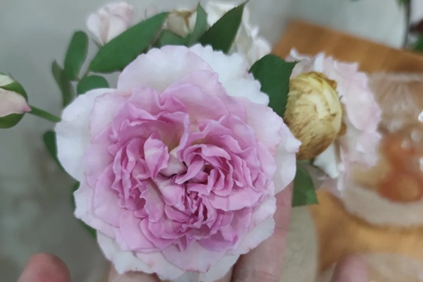 1710317286343435.jpg 罗衣月季耐晒耐高温吗?