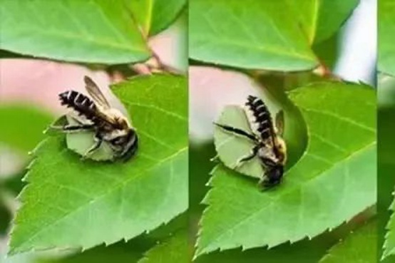 1662000752902484.jpg 切叶蜂.jpg