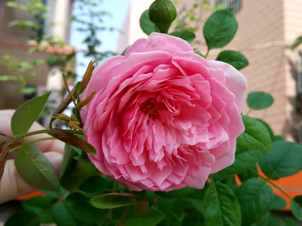 自由精神种下多久能开花? 自由精神种下多久能开花?