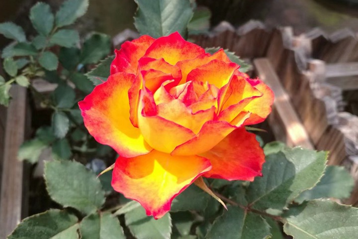 火焰月季的优缺点 火焰月季的优缺点