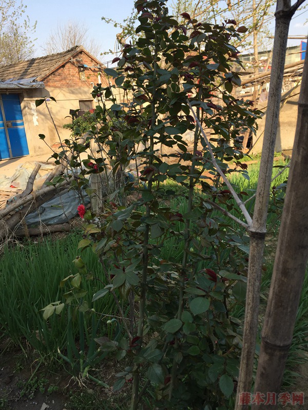 嫁接苗不肯发笋?没有的事! 嫁接苗不肯发笋?没有的事!