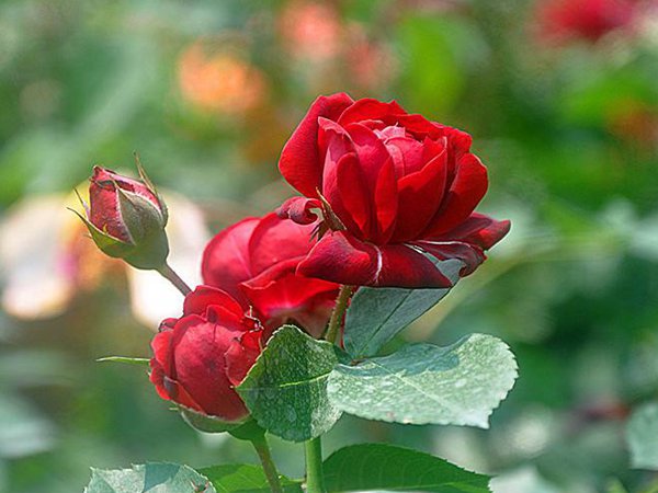 月季花在家里怎么养 月季花在家里怎么养