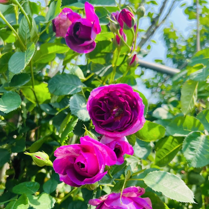 1732169114189820.jpg 比利时月季的优缺特点