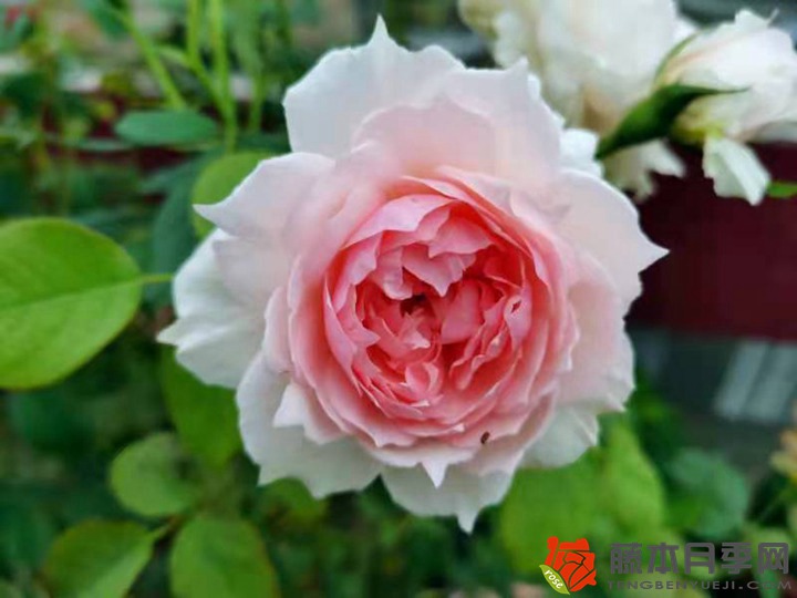 1705475291841031.jpg 月季11月份施肥吗