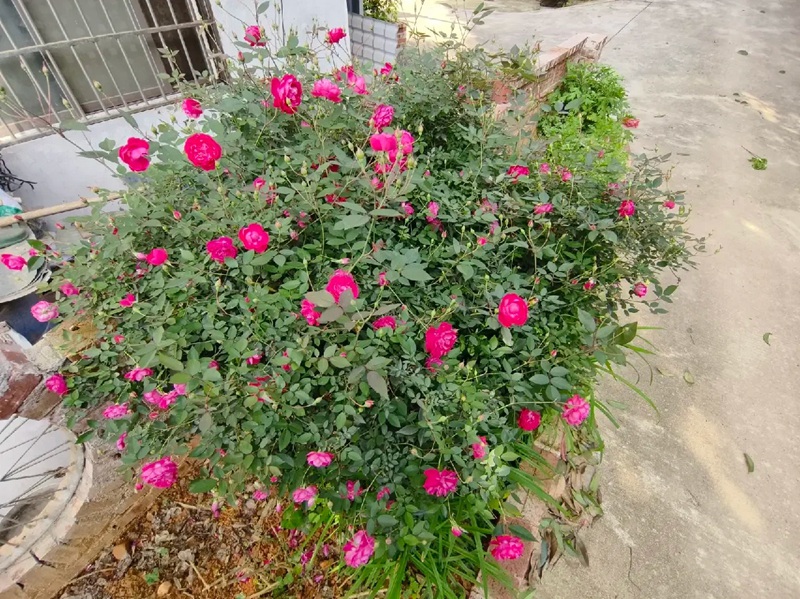 赤龙含珠与软香红月季哪个好