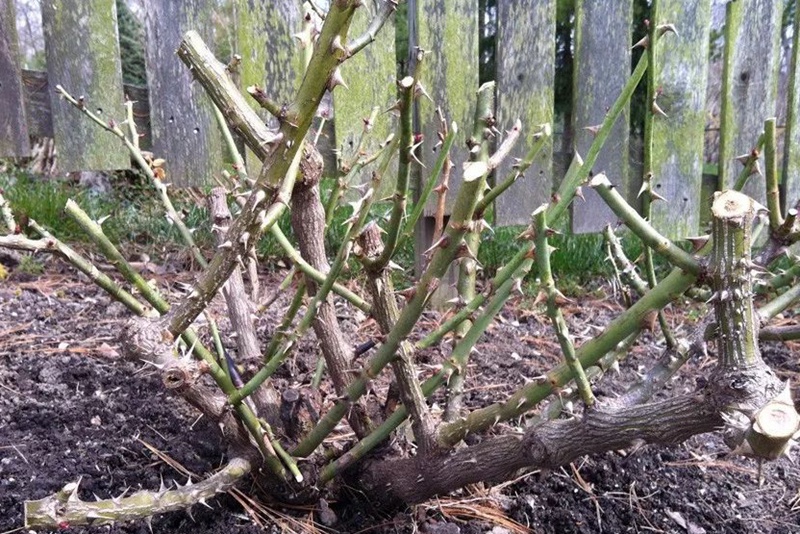 1710287051356949.jpeg 老桩月季发芽后又蔫了是怎么回事?