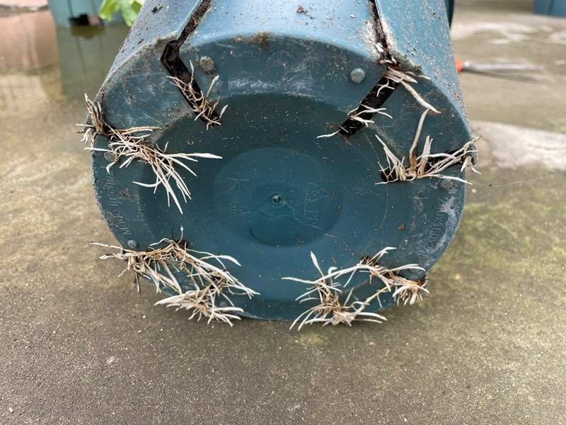 1705564253974188.jpg 月季啥时候换盆比较好