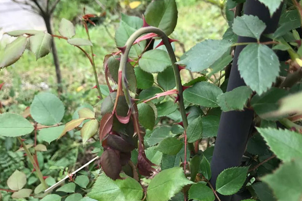 1710374265941554.jpg 月季花花朵蔫了的原因有哪些(多方分析)