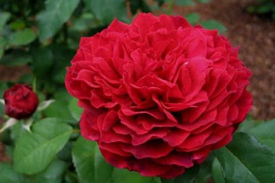 詹尼斯.凯洛格 詹尼斯.凯洛格