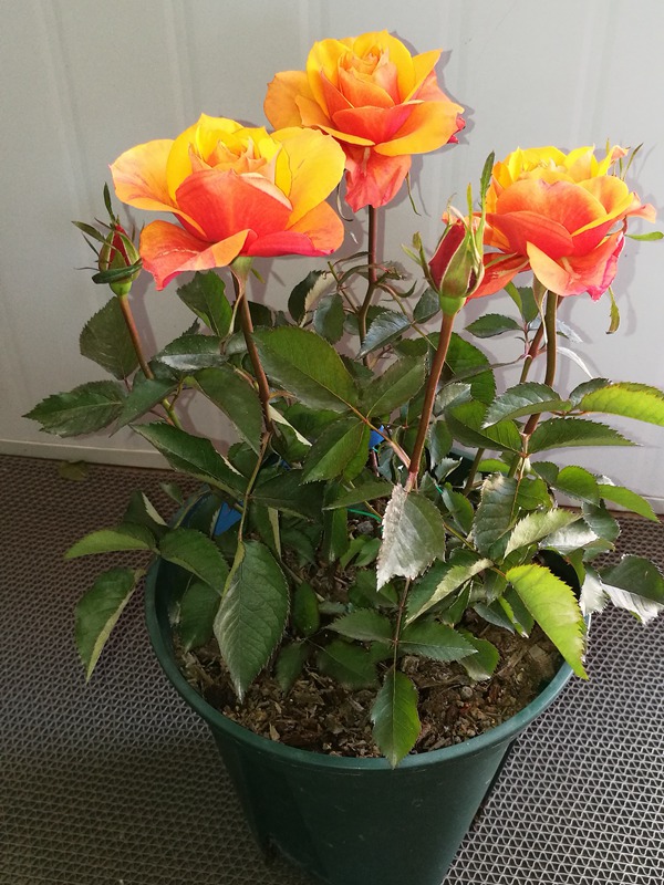 永远的艾帕索 永远的艾帕索