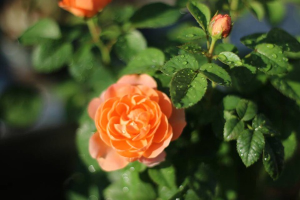 果汁阳台 果汁阳台