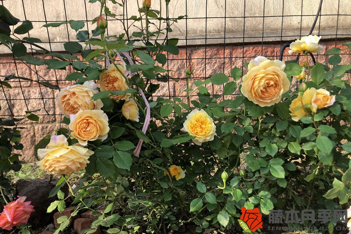 1706678208729361.jpg 买回来的月季花叶子发黄了