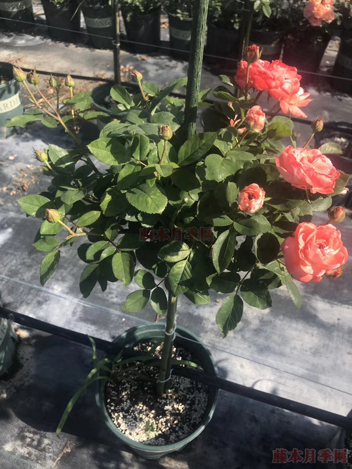 1599543910285128.jpg mmexport1592988845625.jpg