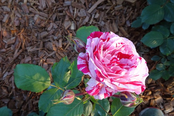 抓破美人脸月季的优缺点有哪些 抓破美人脸月季的优缺点有哪些