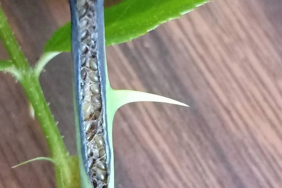 1662000728879365.jpg 茎蜂.jpg