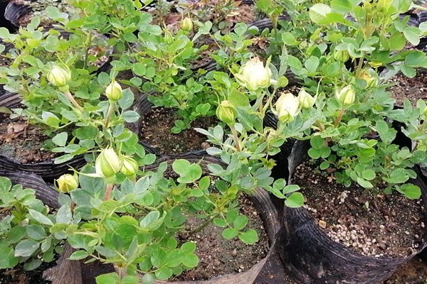 金丝雀月季的优缺点有哪些? 金丝雀月季的优缺点有哪些?