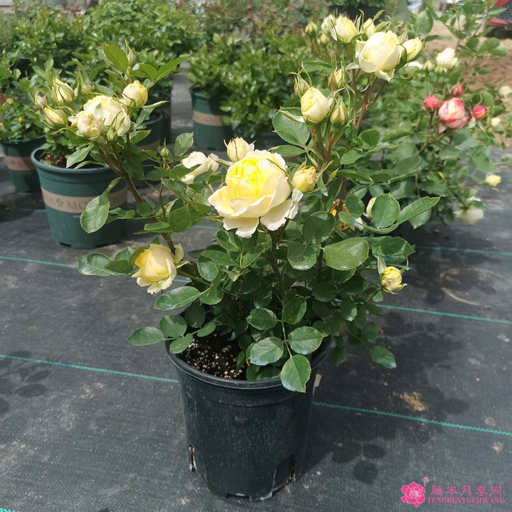 1705384739567945.jpg 金丝雀月季怎么养