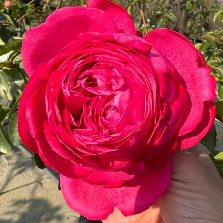 伊芙卡尔曼月季怎么样